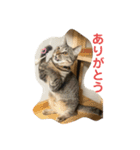 キジトラ猫うーちゃんの「会話」スタンプ（個別スタンプ：5）
