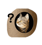 キジトラ猫うーちゃんの「会話」スタンプ（個別スタンプ：6）