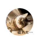 キジトラ猫うーちゃんの「会話」スタンプ（個別スタンプ：13）