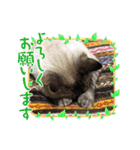 まろんちゃんとくるみちゃんと琥珀（個別スタンプ：3）