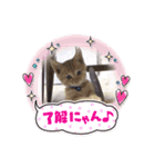 まろんちゃんとくるみちゃんと琥珀（個別スタンプ：4）