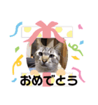 まろんちゃんとくるみちゃんと琥珀（個別スタンプ：14）