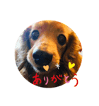 クッキーの感情！（個別スタンプ：2）