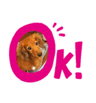 クッキーの感情！（個別スタンプ：4）