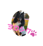 クッキーの感情！（個別スタンプ：5）