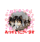 チワワのアポマルロキ【日常会話編3】（個別スタンプ：5）