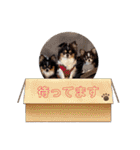 チワワのアポマルロキ【日常会話編3】（個別スタンプ：6）