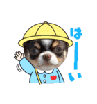 チワワのアポマルロキ【日常会話編3】（個別スタンプ：14）