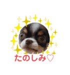 チワワのアポマルロキ【日常会話編3】（個別スタンプ：33）