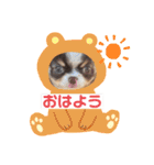 チワワのアポマルロキ【日常会話編3】（個別スタンプ：34）