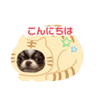 チワワのアポマルロキ【日常会話編3】（個別スタンプ：35）