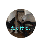 おると、ちょっちょ、ういちゃん（個別スタンプ：20）