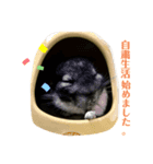 チンチラのコトロちゃん（個別スタンプ：3）