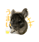 チンチラのコトロちゃん（個別スタンプ：4）