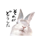 上から目線のロイドくん（個別スタンプ：3）