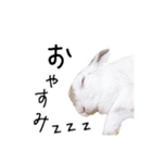 上から目線のロイドくん（個別スタンプ：10）