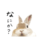 上から目線のロイドくん（個別スタンプ：15）