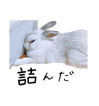 上から目線のロイドくん（個別スタンプ：36）