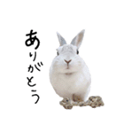 上から目線のロイドくん（個別スタンプ：39）