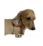 バーディ＆ソラ（個別スタンプ：1）