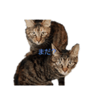 ありみしゃ2（個別スタンプ：1）