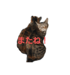 ありみしゃ2（個別スタンプ：3）