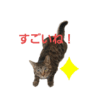ありみしゃ2（個別スタンプ：5）