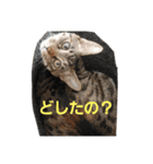 ありみしゃ2（個別スタンプ：7）