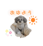 ふわふわプードルの気持ち2（個別スタンプ：1）