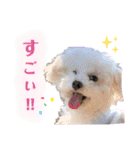 ふわふわプードルの気持ち2（個別スタンプ：4）
