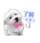ふわふわプードルの気持ち2（個別スタンプ：10）