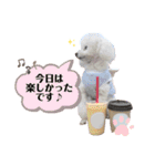 ふわふわプードルの気持ち2（個別スタンプ：13）