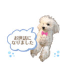 ふわふわプードルの気持ち2（個別スタンプ：14）