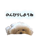 ふわふわプードルの気持ち2（個別スタンプ：16）