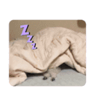 ふわふわプードルの気持ち2（個別スタンプ：17）