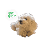 ふわふわプードルの気持ち2（個別スタンプ：18）