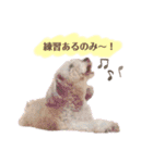 ふわふわプードルの気持ち2（個別スタンプ：19）