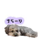 ふわふわプードルの気持ち2（個別スタンプ：21）
