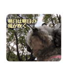 ふわふわプードルの気持ち2（個別スタンプ：24）