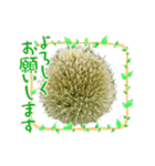 ねぎぼうず（個別スタンプ：13）