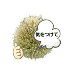 ねぎぼうず（個別スタンプ：35）