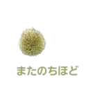 ねぎぼうず（個別スタンプ：40）