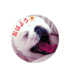 chirol1016（個別スタンプ：1）