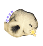 chirol1016（個別スタンプ：2）