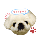 chirol1016（個別スタンプ：3）