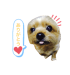 chirol1016（個別スタンプ：7）