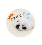 chirol1016（個別スタンプ：8）