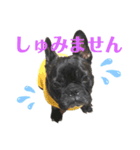 ブリたんのhappy days.vol1（個別スタンプ：6）