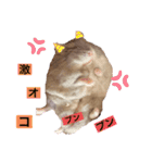 ぷにぷにハチ君（個別スタンプ：5）