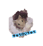 ぷにぷにハチ君（個別スタンプ：15）